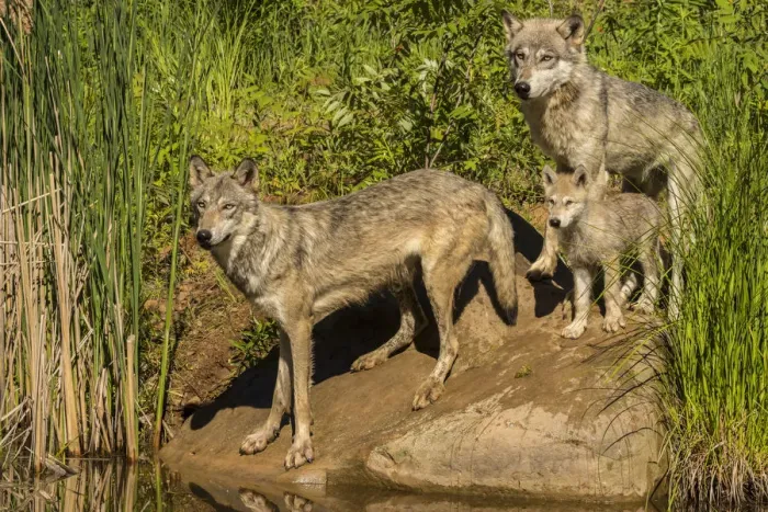 Framed Print : Pine County. Gray wolf family. Credit as: Cathy and Gordon Illg / Jaynes Gallery / DanitaDelimont Framed Print : Pine County. Gray wolf family. Credit as: Cathy and Gordon Illg / Jaynes Gallery / DanitaDelimont