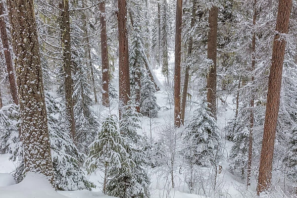 Pine forest after snowfall in the Stillwater State Forest near Whitefish, Montana, USA