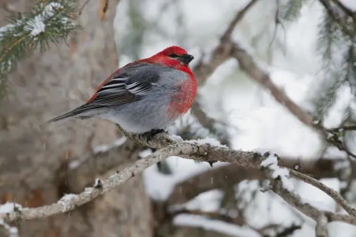 Framed Print : Pine Grosbeak, winter survivor Framed Print : Pine Grosbeak, winter survivor