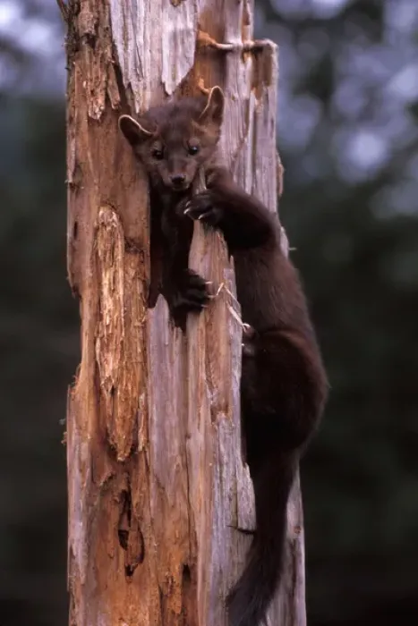 Framed Print : pine marten, Martes americana, in a dead tree at the foothills of the Takshanuk mountains Framed Print : pine marten, Martes americana, in a dead tree at the foothills of the Takshanuk mountains