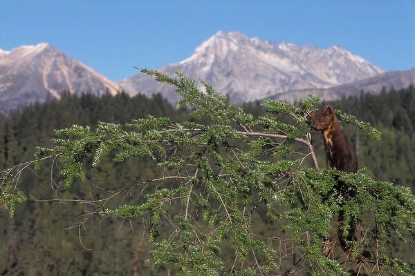 pine marten, Martes americana, up a tree at the foothills of the Takshanuk mountains