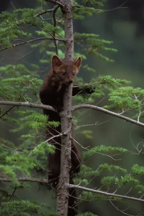 Framed Print : pine marten, Martes martes, climbing in a tree, Takshanuk mountains, northern southeast Framed Print : pine marten, Martes martes, climbing in a tree, Takshanuk mountains, northern southeast