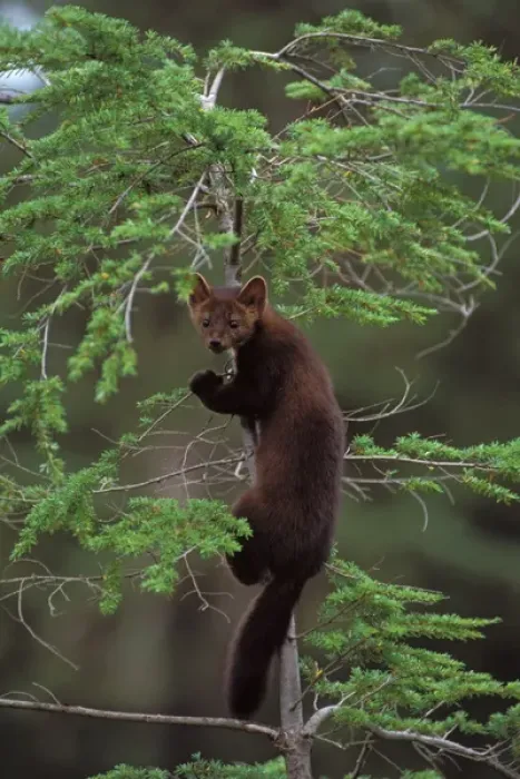 Framed Print : pine marten, Martes martes, climbing in a tree, Takshanuk mountains, northern southeast