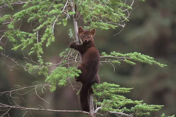 pine marten, Martes martes, up a tree in the foothills of the Takshanuk mountains