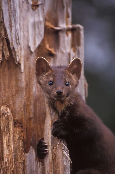 pine marten, Martes martes, in a tree in the foothills of the Takshanuk mountains