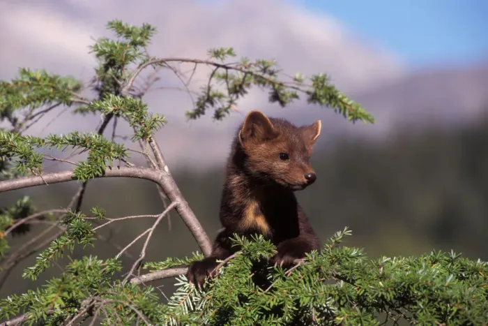 Framed Print : pine marten, Martes martes, in a tree in the foothills of the Takshanuk mountains