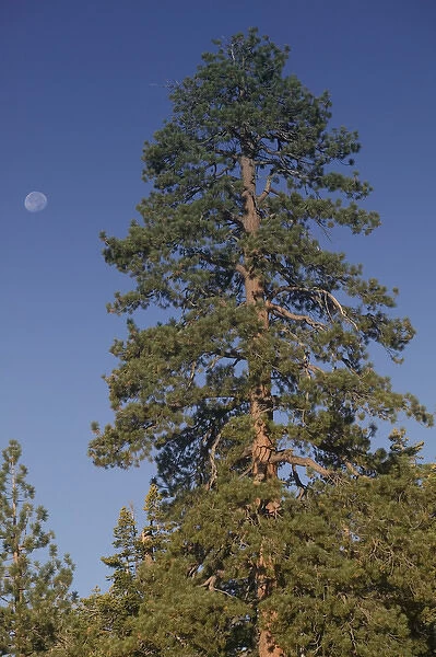 06. USA, California, Yosemite National Park: Pine & Moon  /  Tioga Road