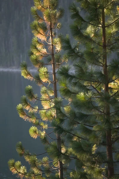 06. USA, California, Sierra Nevada, Lake Tahoe: Pine Tree Detail  /  Emerald Bay