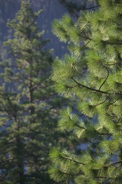 06. USA, California, Sierra Nevada, Lake Tahoe: Pine Tree Detail  /  Emerald Bay
