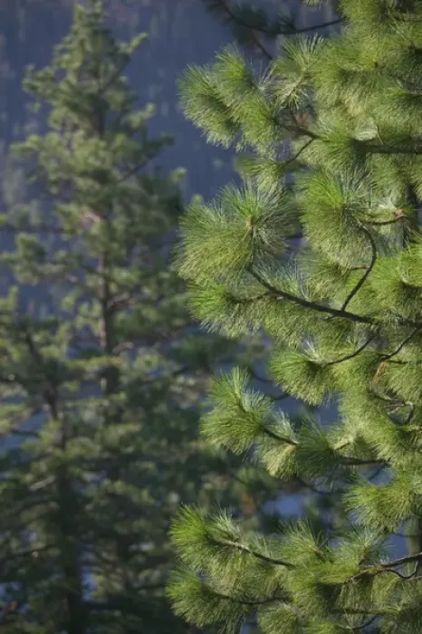 Framed Print : 06. USA, California, Sierra Nevada, Lake Tahoe: Pine Tree Detail  /  Emerald Bay