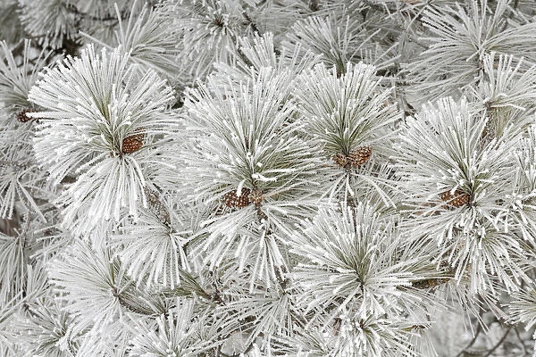 Pine tree with heavy frost crystals, Kalispell, Montana
