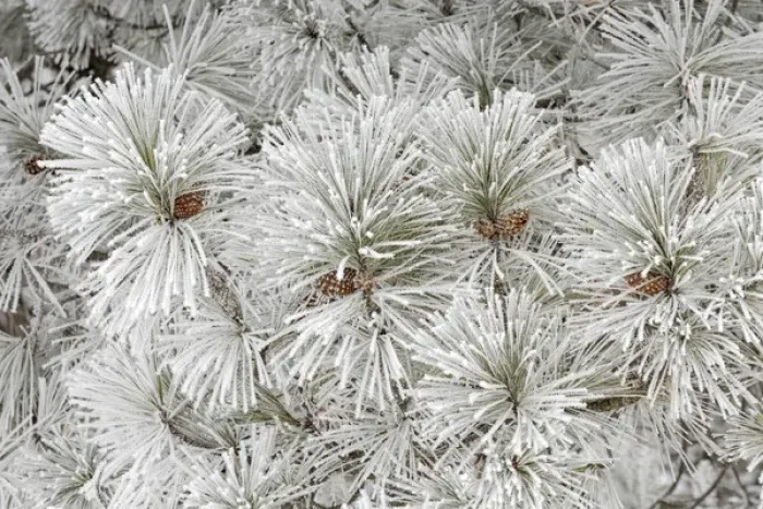 Framed Print : Pine tree with heavy frost crystals, Kalispell, Montana Framed Print : Pine tree with heavy frost crystals, Kalispell, Montana