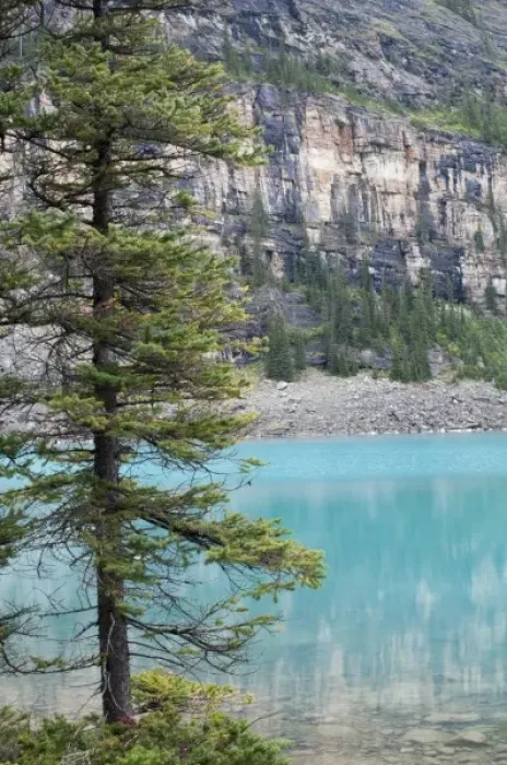 Framed Print : Pine tree overlooking Moraine Lake, Banff National Park, Canada Framed Print : Pine tree overlooking Moraine Lake, Banff National Park, Canada