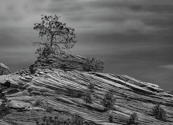 Pine tree struggles for existence atop a rock pile in Zion National Park