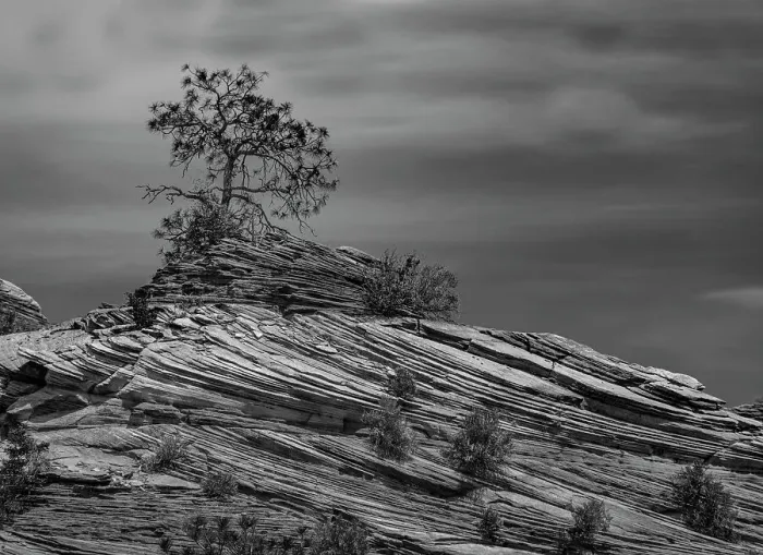 Framed Print : Pine tree struggles for existence atop a rock pile in Zion National Park Framed Print : Pine tree struggles for existence atop a rock pile in Zion National Park