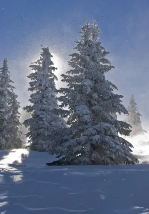 Framed Print : Pine Trees covered with snow