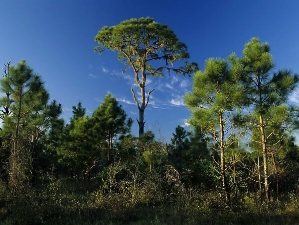 Pine trees, Oscar Scherer State Park, Florida
