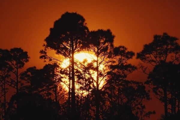 Pine trees silhouetted at sunrise, Everglades National Park, Florida