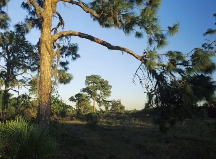 Framed Print : Pine trees at sunset, Oscar Scherer State Park, Florida, December Framed Print : Pine trees at sunset, Oscar Scherer State Park, Florida, December