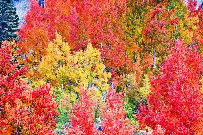 Framed Print : Pine trees among Yellow, Orange, and Red Aspens, Little Cottonwood Canyon, near Alta Ski Resort Framed Print : Pine trees among Yellow, Orange, and Red Aspens, Little Cottonwood Canyon, near Alta Ski Resort