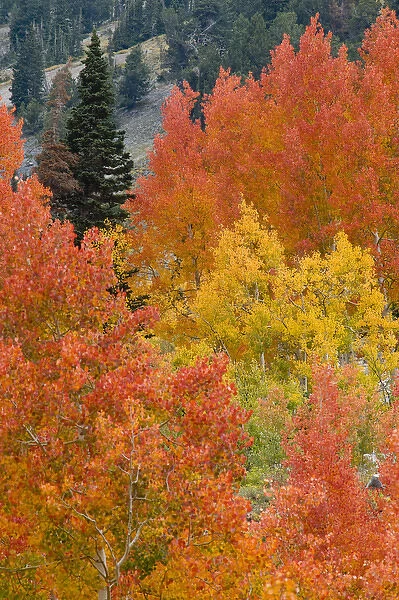 Pine trees among Yellow, Orange, and Red Aspens, Little Cottonwood Canyon, near Alta Ski Resort