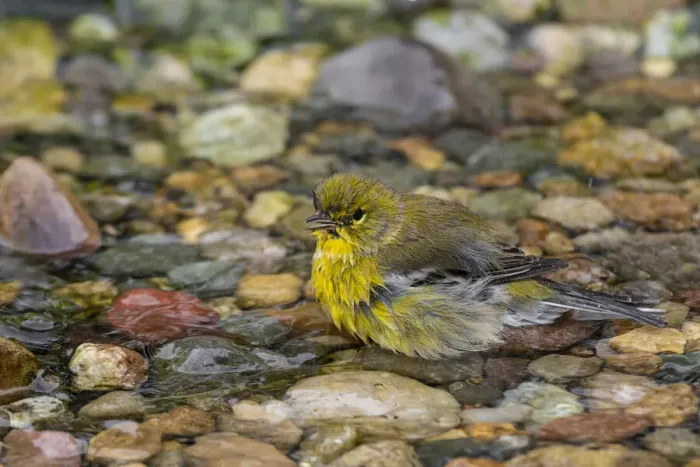 Framed Print : Pine Warbler (Setophaga pinus) bathing Marion County, Illinois Framed Print : Pine Warbler (Setophaga pinus) bathing Marion County, Illinois