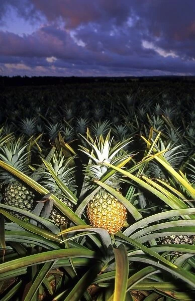 Pineapple field at dusk on the Hawaiian island of Oahu