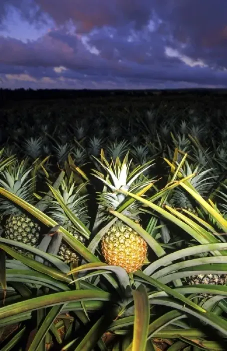 Framed Print : Pineapple field at dusk on the Hawaiian island of Oahu Framed Print : Pineapple field at dusk on the Hawaiian island of Oahu