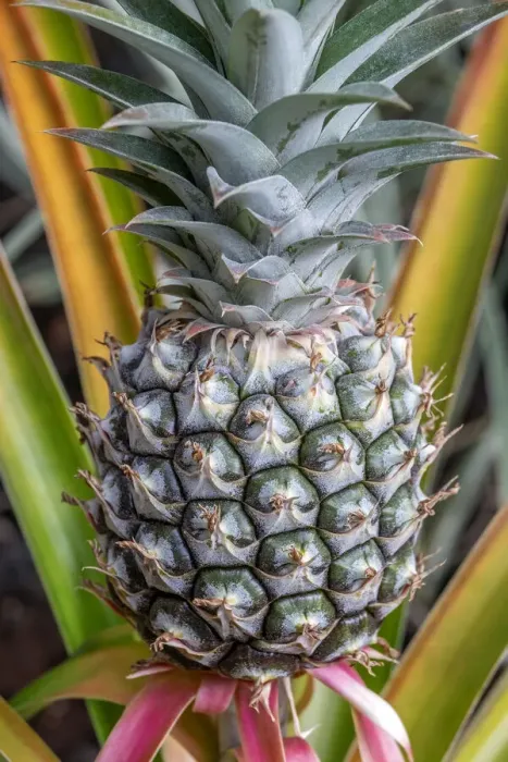 Framed Print : Pineapple plant Framed Print : Pineapple plant