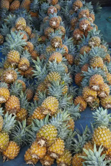 Framed Print : Pineapple stall at Suva Municipal Market, Suva, Viti Levu, Fiji, South Pacific Framed Print : Pineapple stall at Suva Municipal Market, Suva, Viti Levu, Fiji, South Pacific