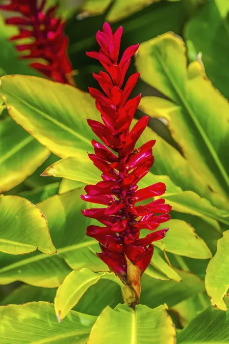 Framed Print : Pinecone ginger, Moorea, Tahiti, French Polynesia. Native to Malaysia
