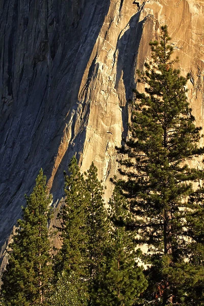 Pines at base of El Capitan, Yosemite National Park, California