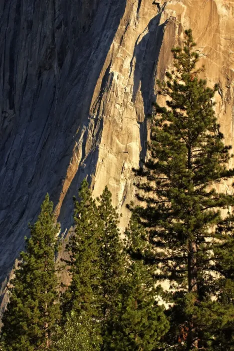 Framed Print : Pines at base of El Capitan, Yosemite National Park, California