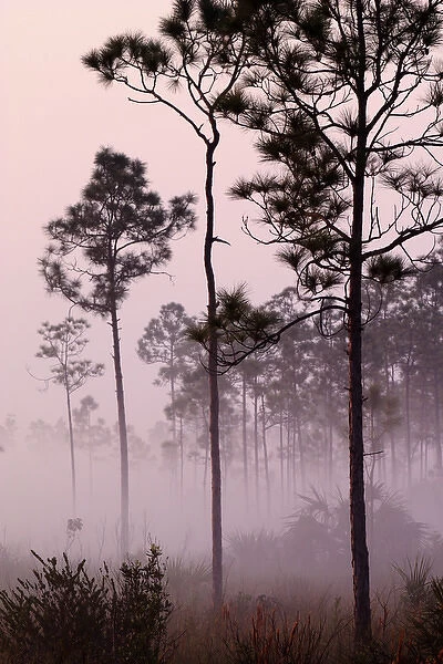 Pines silhouetted in mist at sunrise Everglades National Park, Florida