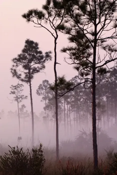Framed Print : Pines silhouetted in mist at sunrise Everglades National Park, Florida