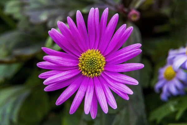 Pink Alpine Aster blooming. Native to mountains in Europe