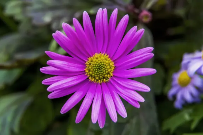Framed Print : Pink Alpine Aster blooming. Native to mountains in Europe