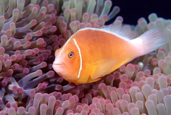 Framed Print : Pink Anemonefish