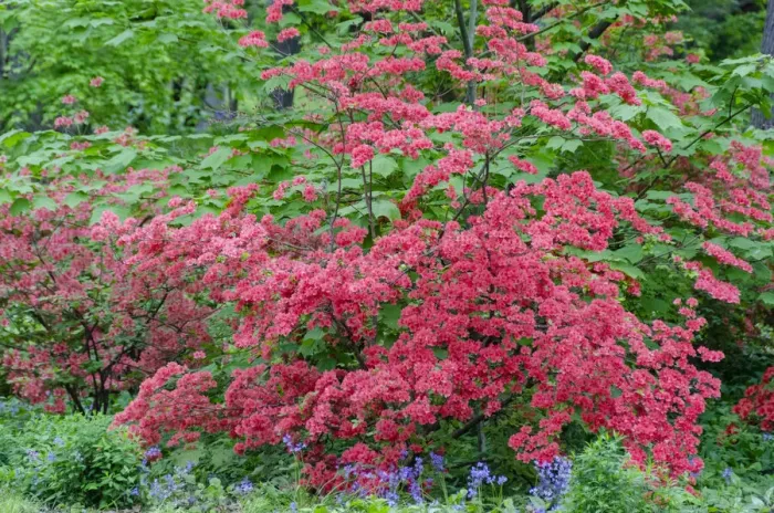 Framed Print : Pink Azalea Bush at Arnold Arboretum heralds springtime Framed Print : Pink Azalea Bush at Arnold Arboretum heralds springtime