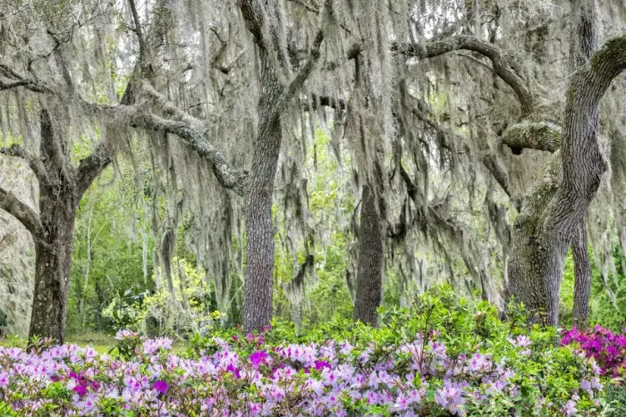 Framed Print : Pink azalea bush and live oak trees with Spanish Moss, Florida, USA Framed Print : Pink azalea bush and live oak trees with Spanish Moss, Florida, USA