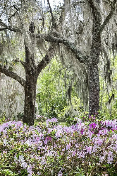Pink azalea bush and Live Oak trees with Spanish Moss, Florida, USA