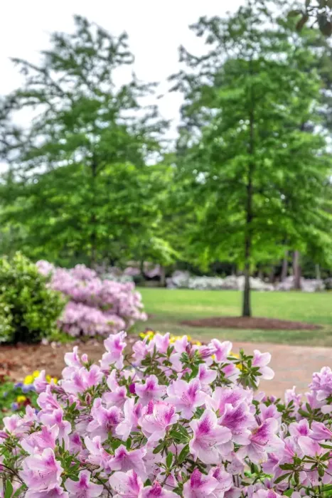 Framed Print : Pink Azalea, Pinehurst, North Carolina