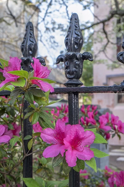 pink Azalea, wrought iron fence, Charleston, South Carolina, USA