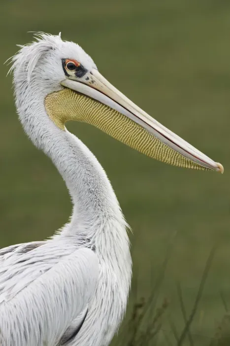 Framed Print : Pink-backed Pelican Framed Print : Pink-backed Pelican