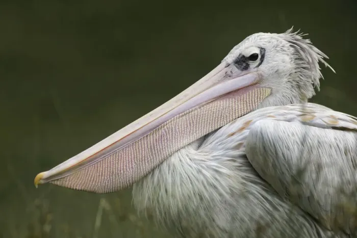 Framed Print : Pink-backed Pelican Framed Print : Pink-backed Pelican