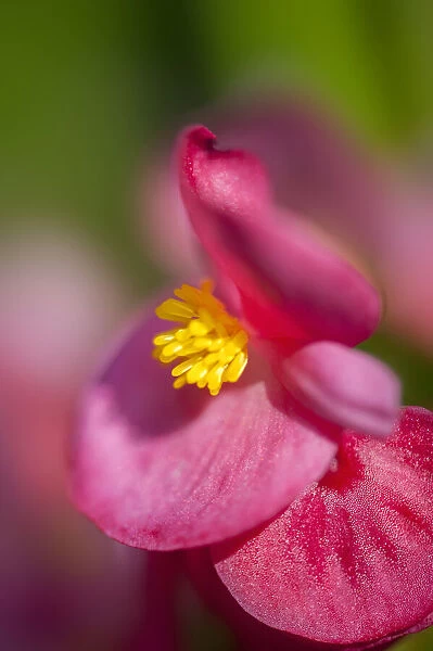 Pink begonia, USA