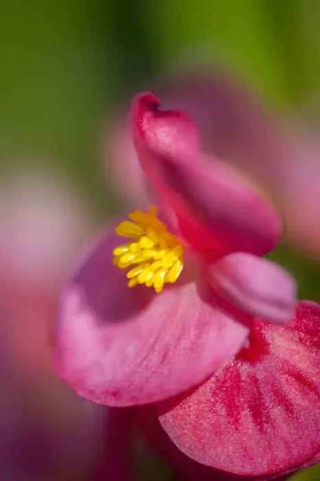 Framed Print : Pink begonia, USA Framed Print : Pink begonia, USA