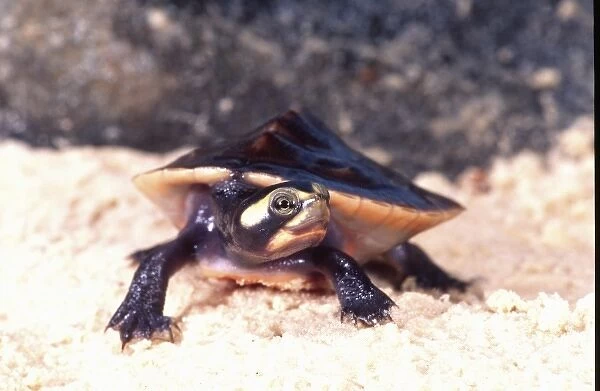 Pink-bellied Sideneck Turtle, Emydura subglobossa, Native to New Guinea