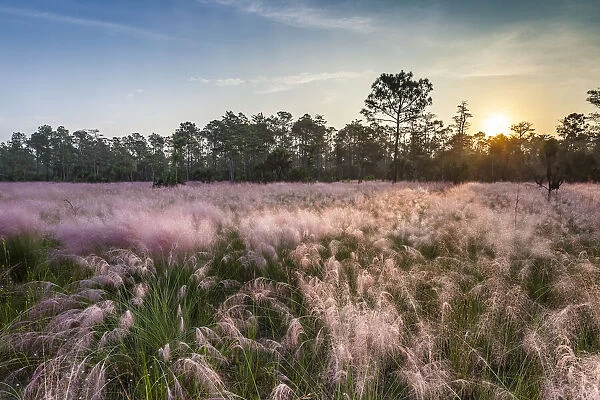 Pink blooming Muhly grass fills a recently burned prairie in south Florida