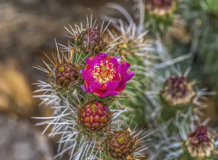 Framed Print : Pink blossom, Petrified Forest National Park, Arizona